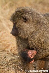 Parc national de l'Akagera - Rwanda