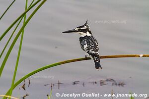 Parc national de l'Akagera - Rwanda