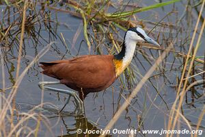 Parc national de l'Akagera - Rwanda