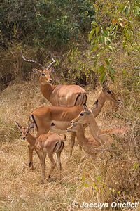 Parc national de l'Akagera - Rwanda