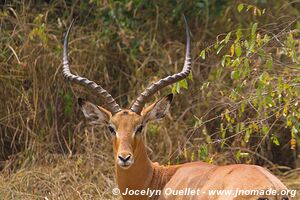 Akagera National Park - Rwanda