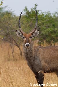 Parc national de l'Akagera - Rwanda