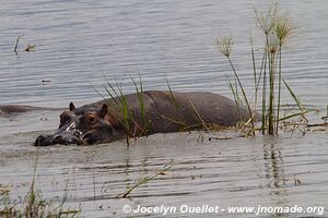 Parc national de l'Akagera - Rwanda