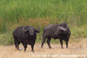 Parc national de l'Akagera - Rwanda