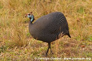 Akagera National Park - Rwanda