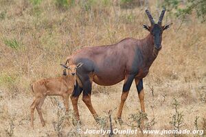 Akagera National Park - Rwanda