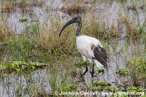 Parc national de l'Akagera - Rwanda