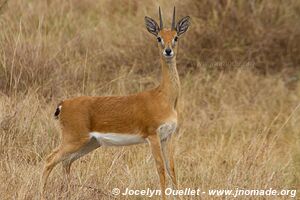 Akagera National Park - Rwanda