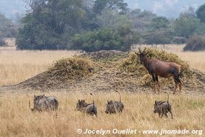 Parc national de l'Akagera - Rwanda