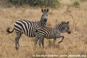 Parc national de l'Akagera - Rwanda