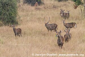 Parc national de l'Akagera - Rwanda