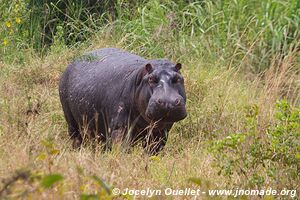 Parc national de l'Akagera - Rwanda