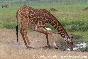 Akagera National Park - Rwanda