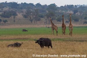 Akagera National Park - Rwanda