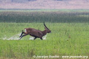 Parc national de l'Akagera - Rwanda