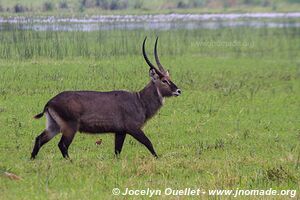 Parc national de l'Akagera - Rwanda