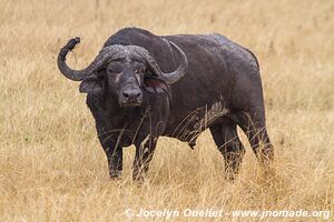 Parc national de l'Akagera - Rwanda