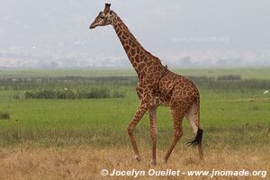 Akagera National Park - Rwanda