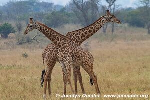 Parc national de l'Akagera - Rwanda