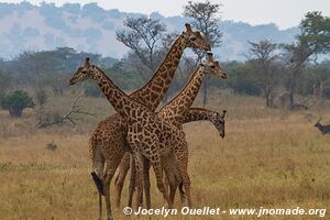 Parc national de l'Akagera - Rwanda