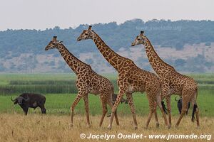 Parc national de l'Akagera - Rwanda