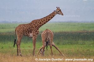 Parc national de l'Akagera - Rwanda