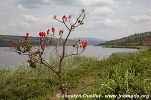 Lac Muhazi - Rwanda