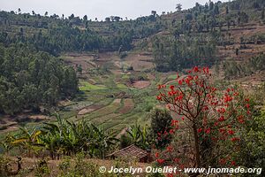 Le pays des milles collines - Rwanda