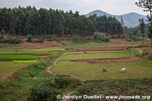 Land of a Thousand Hills - Rwanda