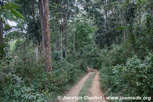 Parc national de Nyungwe - Rwanda