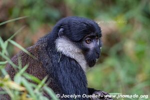 Nyungwe National Park - Rwanda