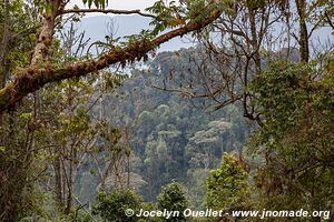 Parc national de Nyungwe - Rwanda