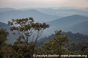 Nyungwe National Park - Rwanda