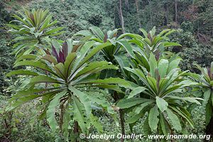 Parc national de Nyungwe - Rwanda