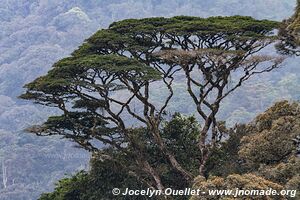 Nyungwe National Park - Rwanda