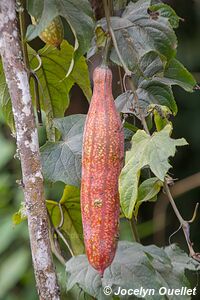 Parc national de Nyungwe - Rwanda