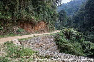 Nyungwe National Park - Rwanda