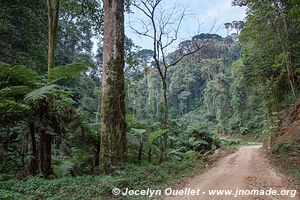 Parc national de Nyungwe - Rwanda