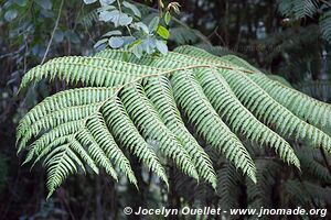 Parc national de Nyungwe - Rwanda