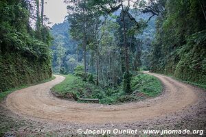 Parc national de Nyungwe - Rwanda