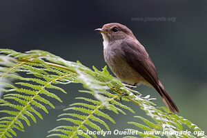 Parc national de Nyungwe - Rwanda