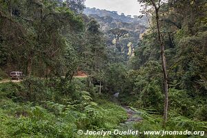 Parc national de Nyungwe - Rwanda