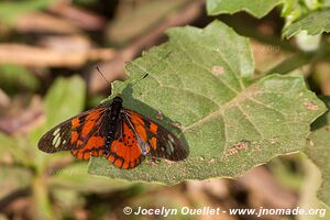 Parc national de Nyungwe - Rwanda