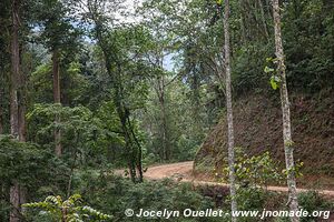 Parc national de Nyungwe - Rwanda