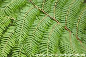 Parc national de Nyungwe - Rwanda