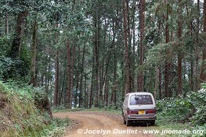 Parc national de Nyungwe - Rwanda