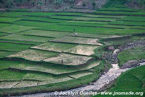 Le pays des milles collines - Rwanda