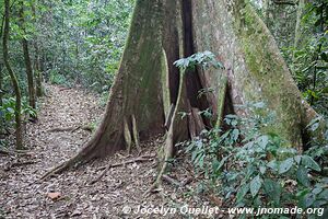 Parc national de Nyungwe - Rwanda
