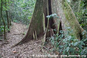 Nyungwe National Park - Rwanda