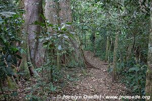 Parc national de Nyungwe - Rwanda